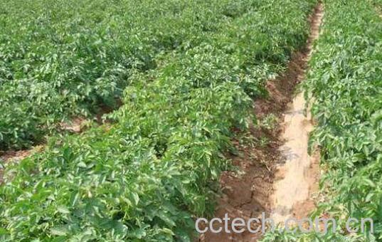 土豆如何种植 土豆的种植方法-0