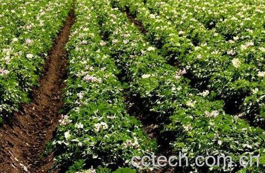 土豆如何种植 土豆的种植方法-1