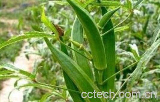 黄秋葵如何养殖 黄秋葵的种植方法-1