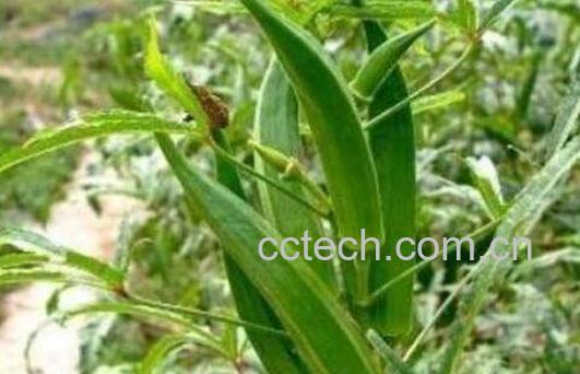 黄秋葵如何养殖 黄秋葵的种植方法-0