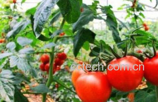 番茄如何养殖 番茄的种植方法-0