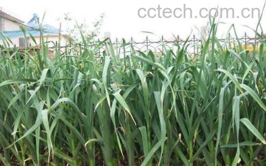 蒜如何种 蒜的种植方法-0