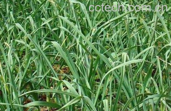 蒜如何种 蒜的种植方法-1