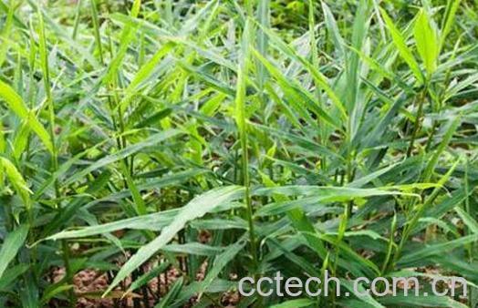 姜如何种 姜的种植方法-0