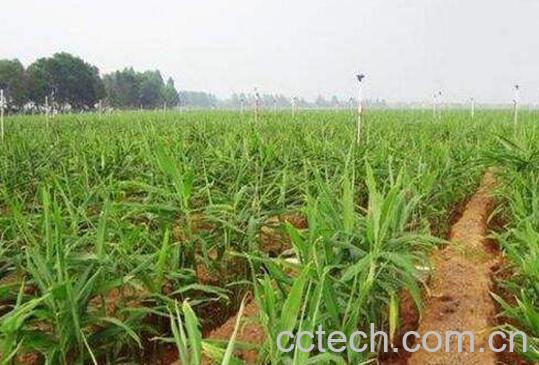 姜如何种 姜的种植方法-1