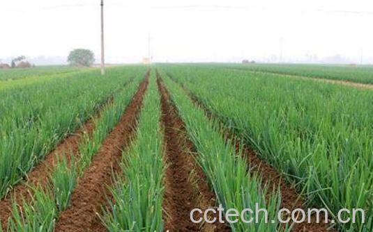 葱如何种植 葱的种植方法-1