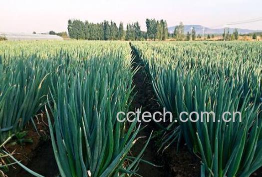 葱如何种植 葱的种植方法-0