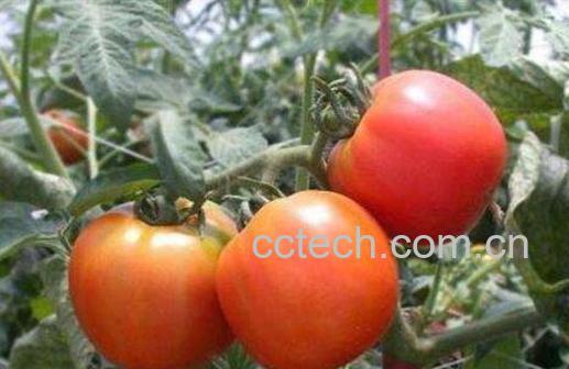 番茄如何种植 番茄的种植时间与方法-1