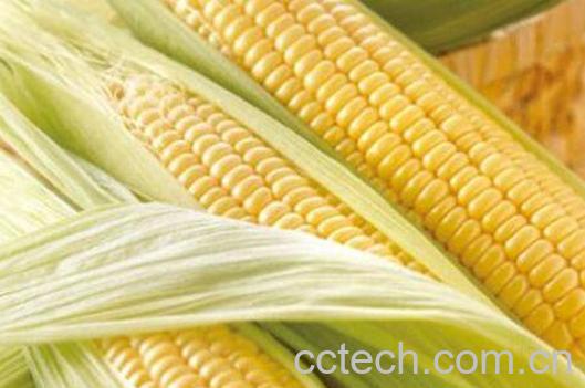 玉米的功效与作用有哪些-0