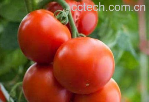 番茄如何种植 番茄的种植时间与方法-0
