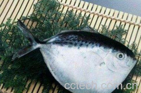 月亮鱼的功效和作用-0