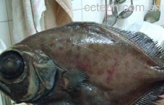 月亮鱼的功效和作用-1