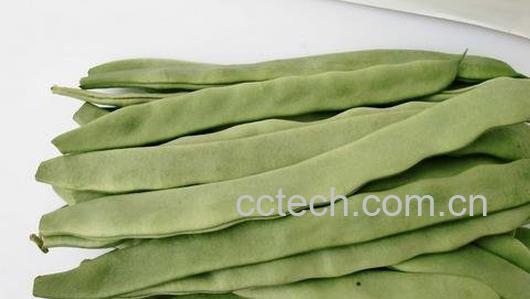 四季豆营养价值-1