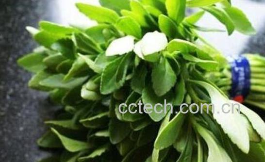 救心菜如何种 救心菜的种植方法-1