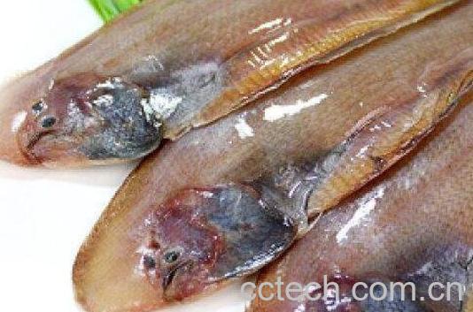 玉秃鱼的作用和功效-0