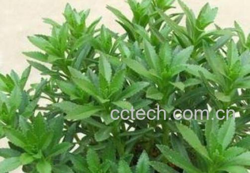 救心菜如何种 救心菜的种植方法-0