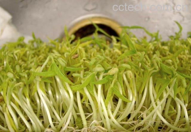 绿豆芽的功效-1