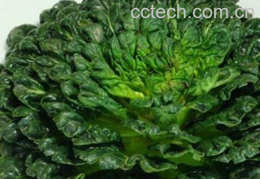 塔菜的功效与作用-0