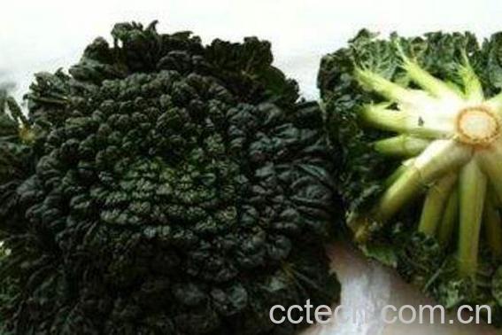 塔菜的功效与作用-1