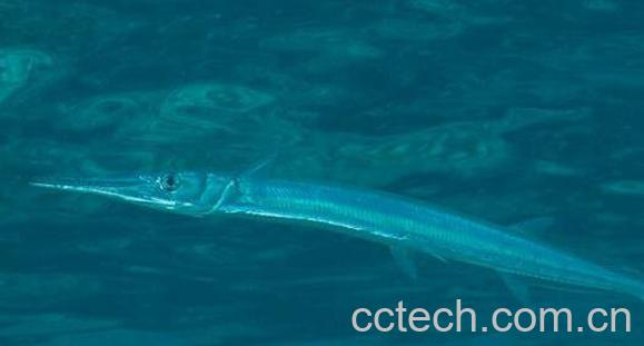 长鱼的功效与作用-1