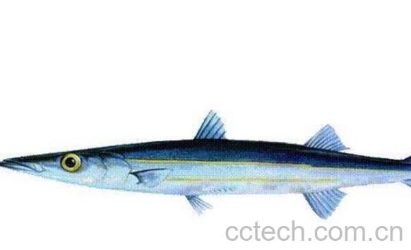 长鱼的功效与作用-0