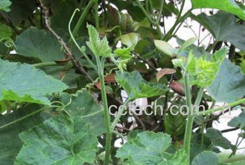 南瓜藤怎么去皮 南瓜藤怎么做好吃-0