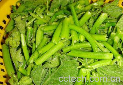 南瓜藤怎么去皮 南瓜藤怎么做好吃-1