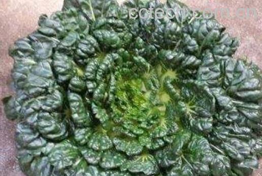 塔菜怎么做好吃 塔菜不能和什么一起吃-0