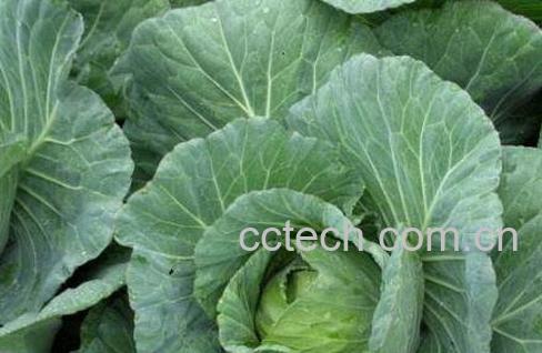 结球甘蓝的营养成分表 结球甘蓝的食用方法-1