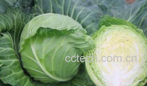 结球甘蓝的营养成分表 结球甘蓝的食用方法-0