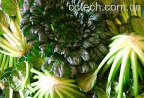 塔菜怎么做好吃 塔菜不能和什么一起吃-1