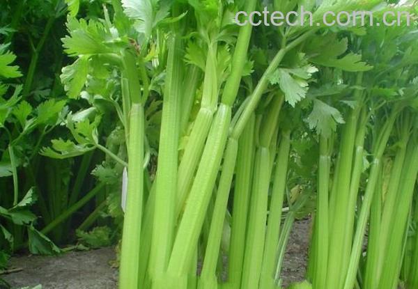 西芹营养-1