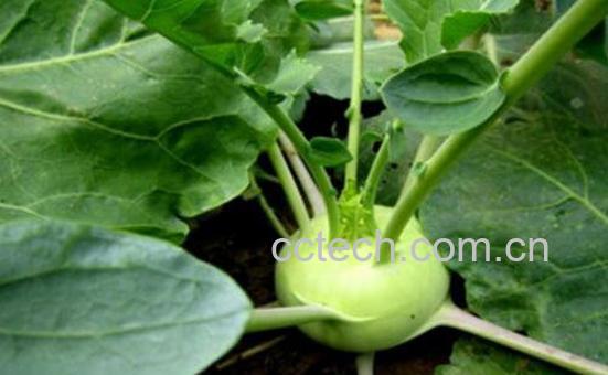 苤蓝的营养价值及禁忌-0