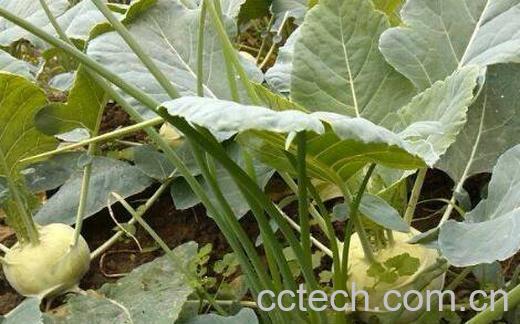 苤蓝的营养价值及禁忌-1