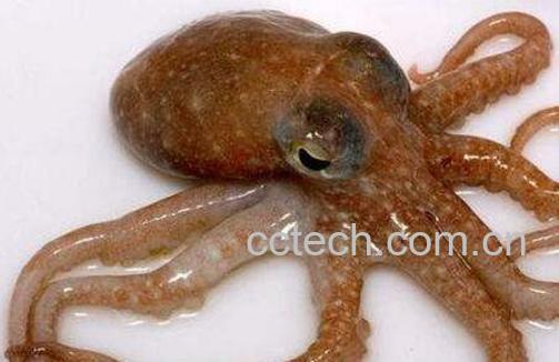 章鱼和墨鱼的功效与作用-0