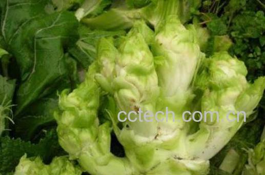 抱子芥的功效与作用 抱子芥哪些人不能吃-1