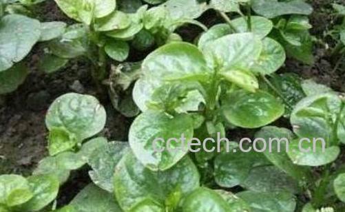 木耳菜的功效与作用及禁忌-0