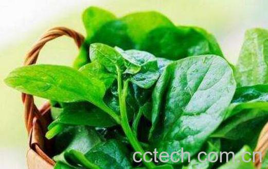 木耳菜的功效与作用及禁忌-1