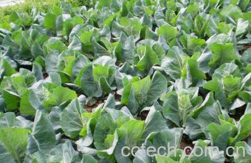 牛心甘蓝的功效与作用-1