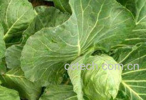 牛心甘蓝的功效与作用-0