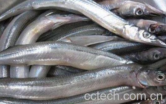 针鱼的功效与作用 针鱼的副作用-0