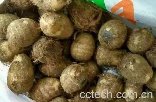 芋头去皮手痒怎么办-1