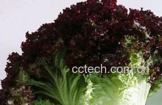 紫叶生菜和生菜的区别 紫叶生菜怎么吃-0