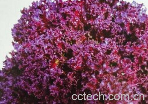紫叶生菜和生菜的区别 紫叶生菜怎么吃-1