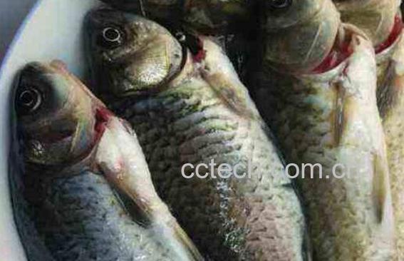 杂鱼的功效与作用-1