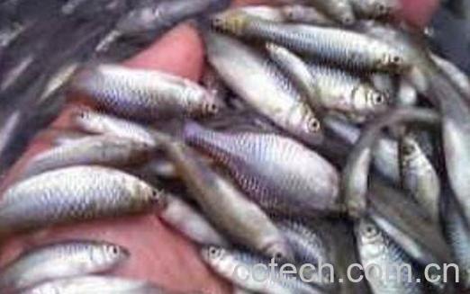 杂鱼的功效与作用-0