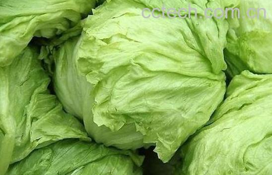 球生菜的功效与作用-0