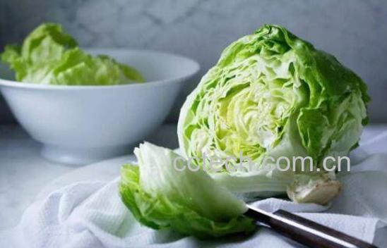 结球莴苣是什么菜 结球莴苣怎么吃-1