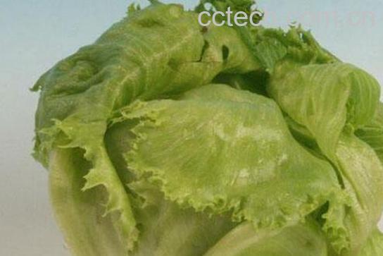 结球莴苣是什么菜 结球莴苣怎么吃-0