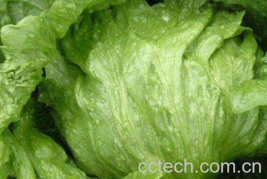 球生菜的功效与作用-1